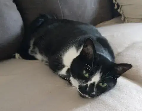 Minette  2 photo 2