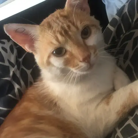 Mimi