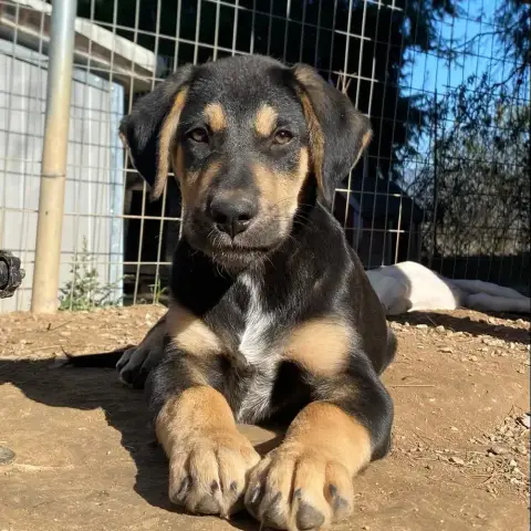 Benito
