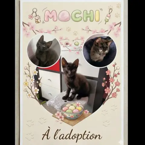 Mochi
