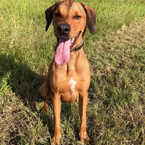 Rafiki