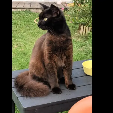Zemi