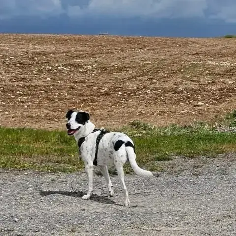 Vador L'Adorable Petit Guerrier Tripatte photo 3