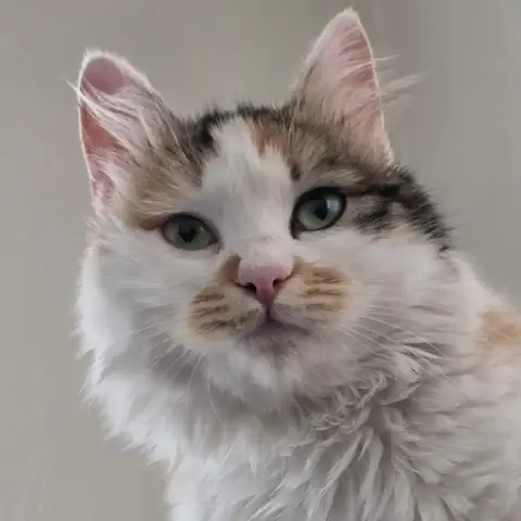 Elsa