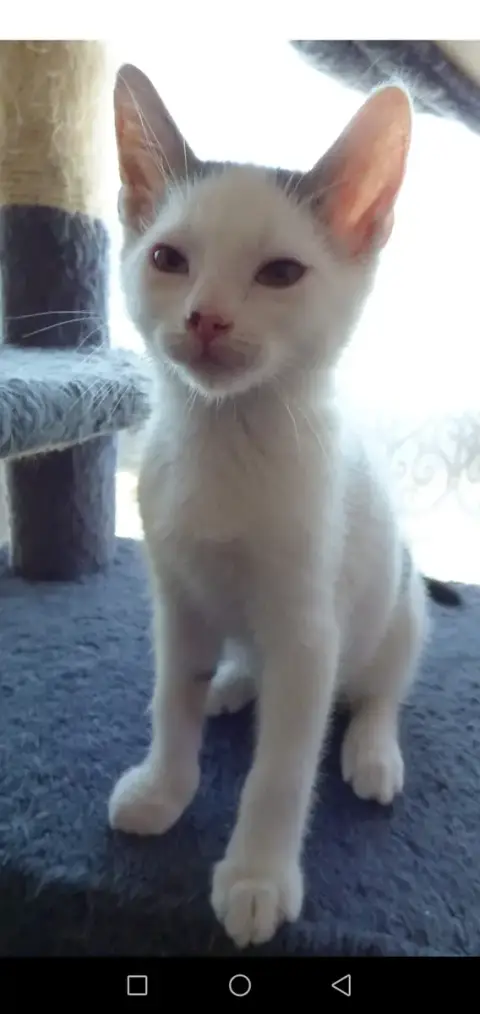 Taz