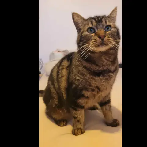 Pupuce