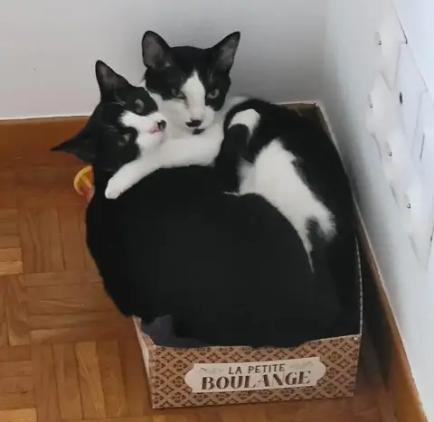 Dodo & Achille