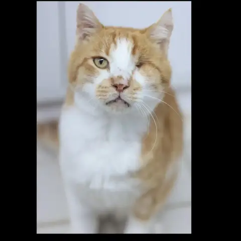 Harvey