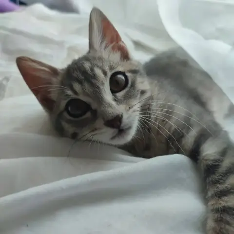 Perla