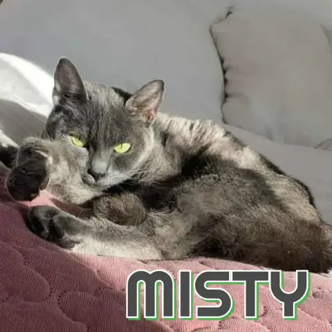 Misty Offrez Lui Un Miracle