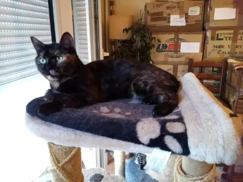Mimosa