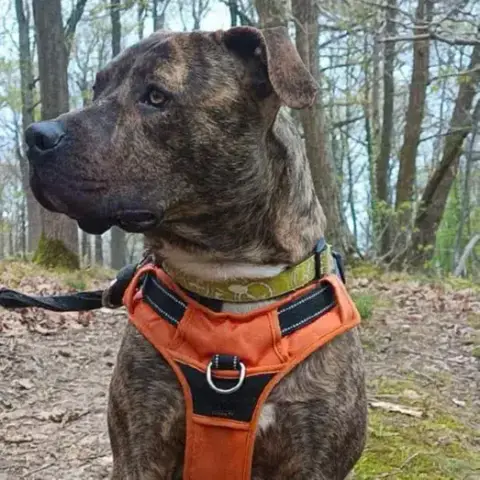 Tigrou