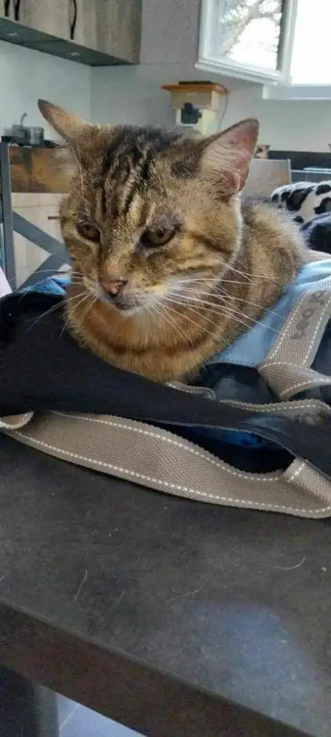 Rocky