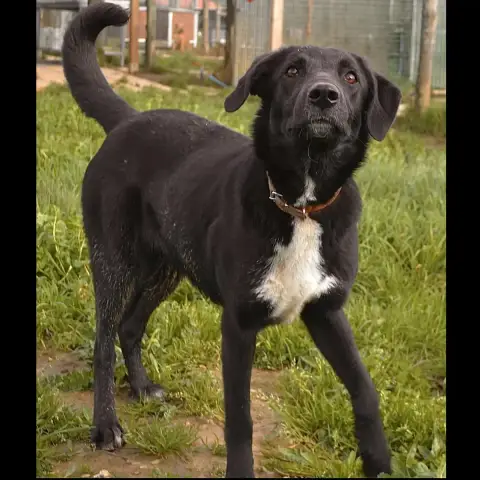 Suzie