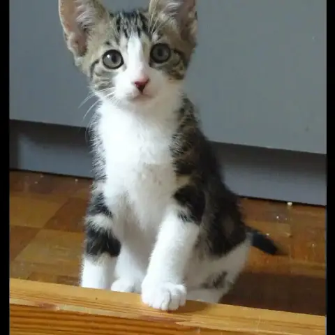 Mizuty