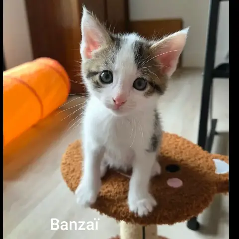 Banzaï