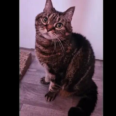 Cleo Et Cannelle
