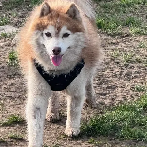 Simon photo 2