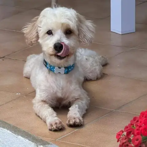 ✨️ Qormi ✨️ 🐶 photo 2