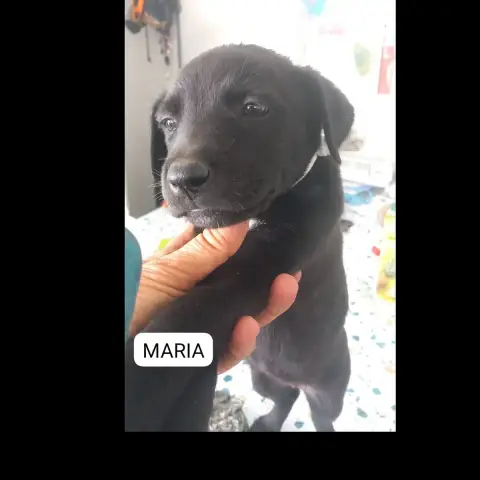 Maria