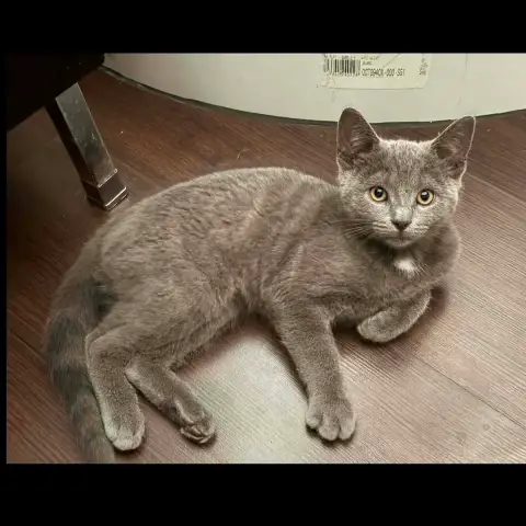 Berlioz