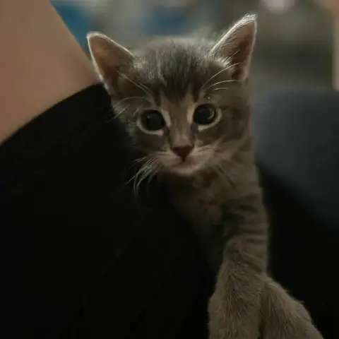 Mango photo 3