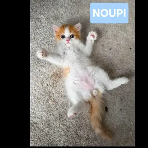 Noupi