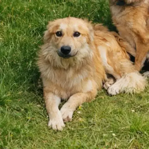 Adopter Pandora