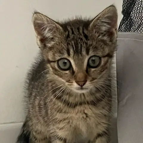 Lutti
