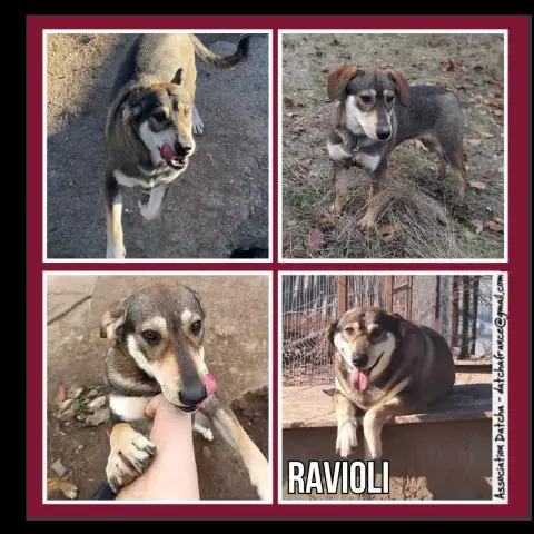 Ravioli