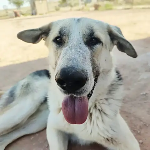 Kiko