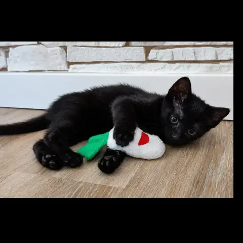 Bibou photo 3