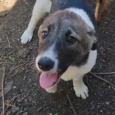 Atlas