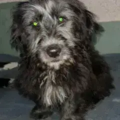 Sisco photo 3