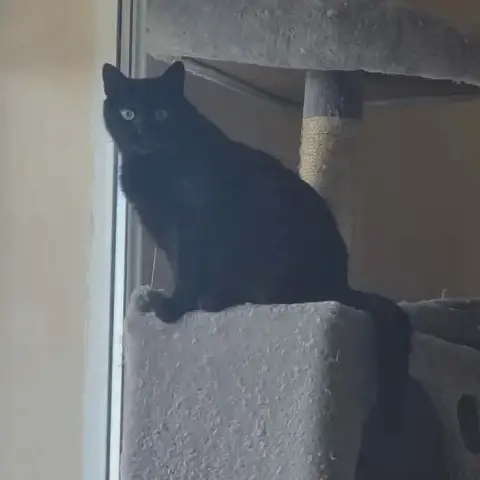 Tala