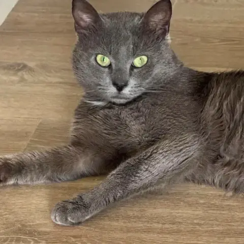 Adopter Cookie