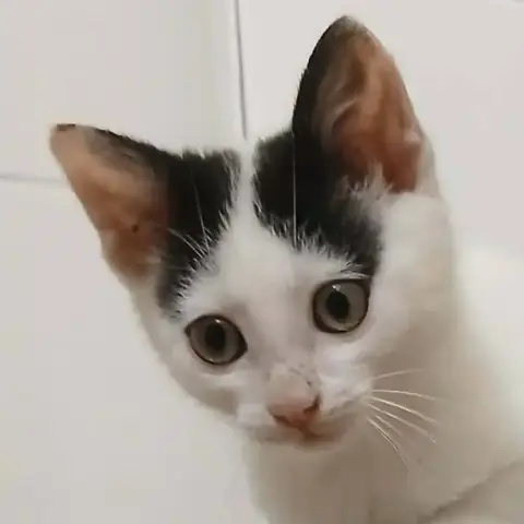Bilbon