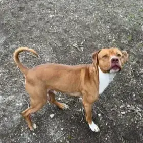 Tyson 2