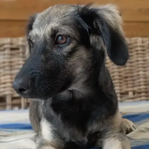 Mahe
