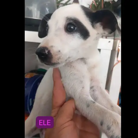 Ele