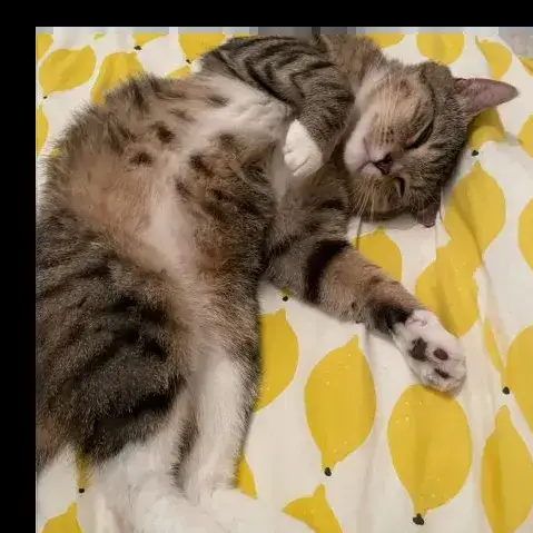 Kiffer