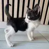 Nala photo 2