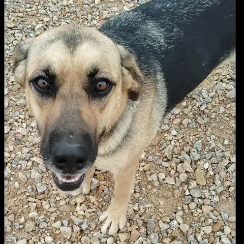 Nala