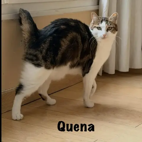 Quena photo 3