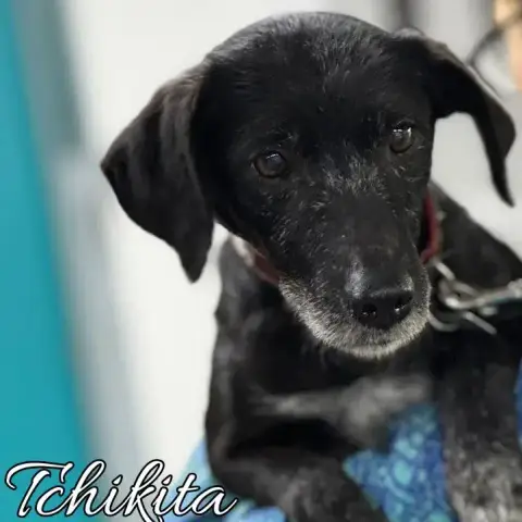 Tchikita