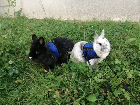 Onyx Et Oréo