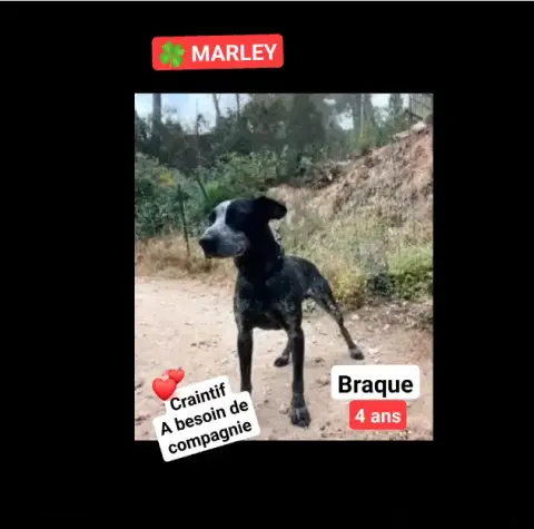 Marley