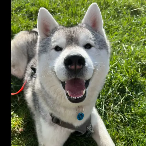 Simba