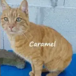 Caramel photo 2
