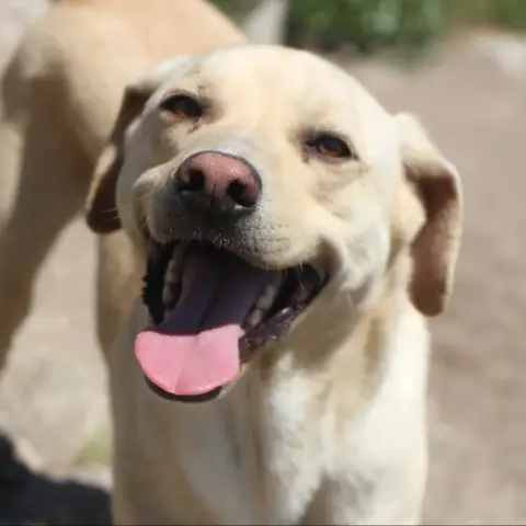 Iniko